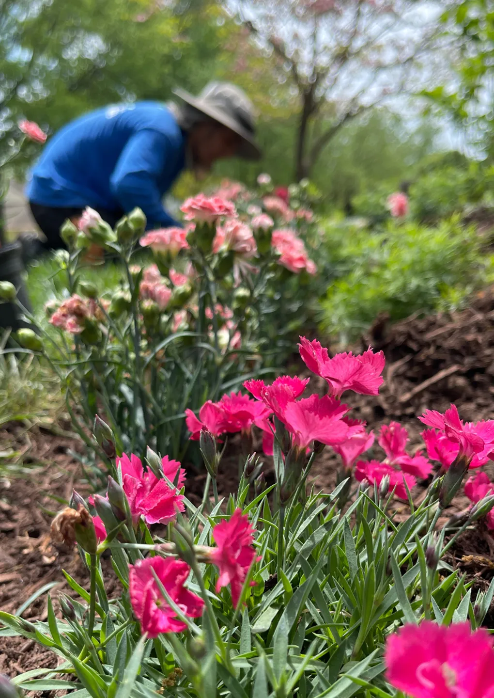 Landscaper in a garden with bright pink flowers
