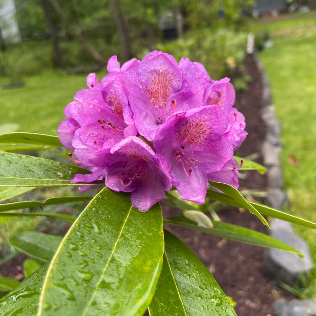 Large purple flower in a garden