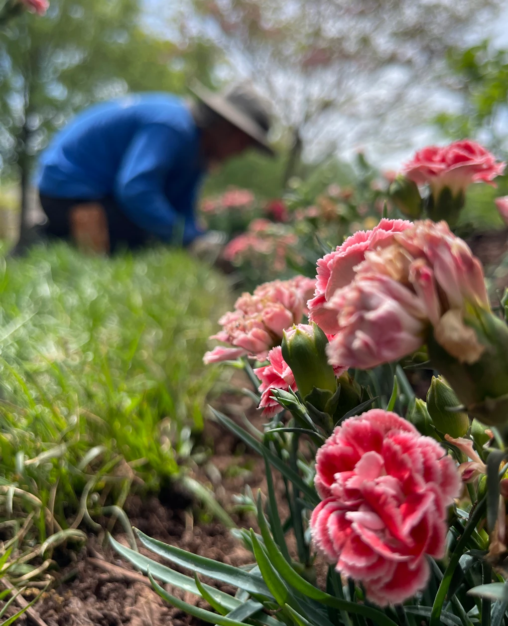 Landscaper in a garden with bright pink flowers